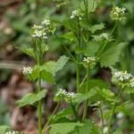 A plant brought to America for food and medicinal use in the 1860s became a woodland invader; garlic mustard spread across 37 US states and six Canadian provinces |