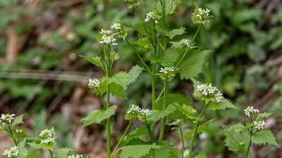 A plant brought to America for food and medicinal use in the 1860s became a woodland invader; garlic mustard spread across 37 US states and six Canadian provinces |