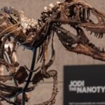 A rare Nanotyrannus skeleton discovered by a Montana rancher in 2019 heads to auction for up to  million as scientists debate private fossil sales | World News