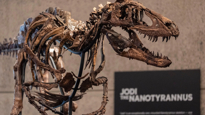 A rare Nanotyrannus skeleton discovered by a Montana rancher in 2019 heads to auction for up to  million as scientists debate private fossil sales | World News