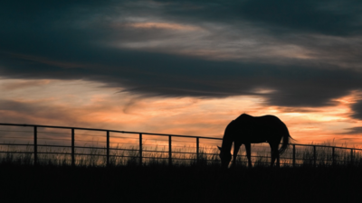 After 65+ years of family ranching, Florida approved a .9 million easement to permanently protect 5,610 acres of Hendrie Ranch while cattle, hay and timber operations continue