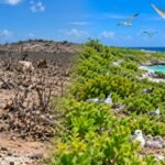 After goats were removed in the 1990s and cats in 2001, Klein Curacao island restored native plants, helping nine bird species breed by 2022 | World News