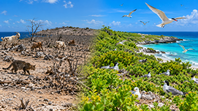 After goats were removed in the 1990s and cats in 2001, Klein Curacao island restored native plants, helping nine bird species breed by 2022 | World News