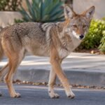 After months of coyote complaints, toddler bitten in LA neighbourhood; DNA links attack to euthanised animal | World News