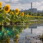After the Chernobyl nuclear disaster, scientists planted sunflowers to pull radioactive material from contaminated water and soil; the flowers actually absorbed radioactive isotopes | World News