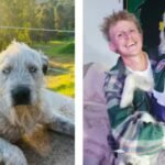 An Australian man offered ,000 to find his missing dog; then a stranger sent him an AI-generated photo of the pet in a cage in a suspected scam | World News