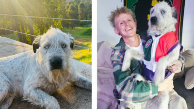 An Australian man offered ,000 to find his missing dog; then a stranger sent him an AI-generated photo of the pet in a cage in a suspected scam | World News