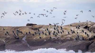 An Australian wildlife conservancy bought 200 hectares on King Island to protect threatened species; one native bird it hopes to save has fewer than 100 individuals remaining |