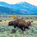 An energy company is giving Yellowstone National Park a record 5 million gift; the money will fund conservation, student trips and a new visitor centre | World News