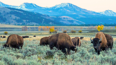 An energy company is giving Yellowstone National Park a record $105 million gift; the money will fund conservation, student trips and a new visitor centre | World News