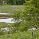 An Iowa couple bought 40 acres choked with invasive plants; after discovering rare ecosystems beneath the overgrowth, they restored the land into wetlands attracting sandhill cranes | World News