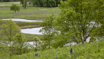 An Iowa couple bought 40 acres choked with invasive plants; after discovering rare ecosystems beneath the overgrowth, they restored the land into wetlands attracting sandhill cranes | World News