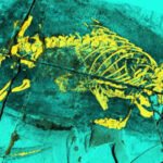 Scientists examined a 165-million-year-old fossil from China and found a broad swimming tail plus bony throat structures; the Jurassic mammal predecessor could feed and swallow in ways seen in modern mammals
