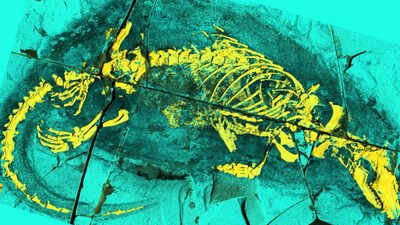 Scientists examined a 165-million-year-old fossil from China and found a broad swimming tail plus bony throat structures; the Jurassic mammal predecessor could feed and swallow in ways seen in modern mammals