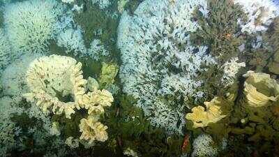 In 1987, ancient glass sponge reefs were found alive off Canada’s Pacific coast in B.C.’s Hecate Strait after being thought extinct for 40 million years; they survive today in three sounds