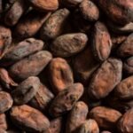 Ancient pottery reveals earliest known traces of chocolate in east of Mississippi; formed a major part of feasts 1,000 years ago