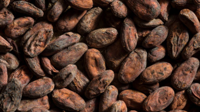 Ancient pottery reveals earliest known traces of chocolate in east of Mississippi; formed a major part of feasts 1,000 years ago