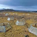 Antarctica has only 2 native flowering plants; after 7 years of warming, one slowed photosynthesis while the other increased it |