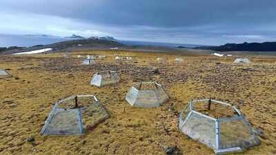Antarctica has only 2 native flowering plants; after 7 years of warming, one slowed photosynthesis while the other increased it |