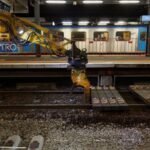 Australia began turning waste plastic into railway sleepers in 2015, saving timber; the recycled material could last up to 50 years | World News