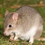 Australia released 17 threatened bettongs into a predator-free reserve; the digging marsupials could help restore the forest ecosystem |