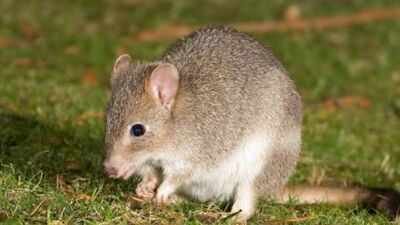 Australia released 17 threatened bettongs into a predator-free reserve; the digging marsupials could help restore the forest ecosystem |