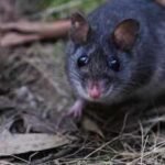 Australia releases nearly 50 critically endangered smoky mice into a predator-free forest where the species had not been seen since the 1990s |