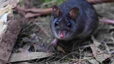Australia releases nearly 50 critically endangered smoky mice into a predator-free forest where the species had not been seen since the 1990s |