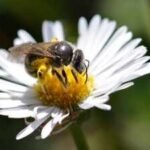Researchers tested honey and propolis from Australia’s native stingless bees against 16 bacterial and fungal pathogens; the honey stopped every bacterium tested, including two hard-to-treat hospital pathogens, suggesting it could help combat antimicrobial resistance