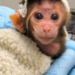Disturbing video shows days-old baby monkeys tormented in experiments at the University of Washington; the six-year study, costing .2 million, involved 32 pregnant macaques and 28 separated infants; Peta calls for the closure of US primate research centres