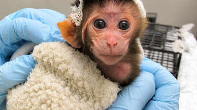 Disturbing video shows days-old baby monkeys tormented in experiments at the University of Washington; the six-year study, costing .2 million, involved 32 pregnant macaques and 28 separated infants; Peta calls for the closure of US primate research centres