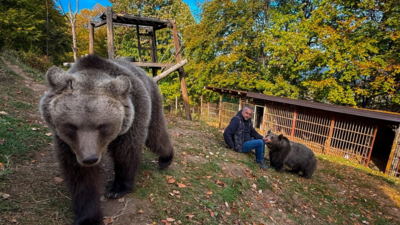 Bosnian electrician Petar Tubic rescued a two-kilogram bear cub in 2019; six years later, the 150-kilogram bear still tries to climb onto his lap, while his home has become a refuge for rescued animals