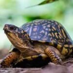 A New Jersey wildlife centre is caring for 219 box turtles after hundreds were dumped near a river; rescuers are now building outdoor enclosures so the turtles can spend winter as they would in the wild