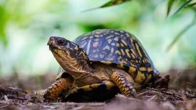 A New Jersey wildlife centre is caring for 219 box turtles after hundreds were dumped near a river; rescuers are now building outdoor enclosures so the turtles can spend winter as they would in the wild