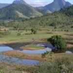 Brazil plants 840,000 trees to restore 607 hectares of Atlantic Forest and reconnect wildlife habitats after 20 years of conservation | World News