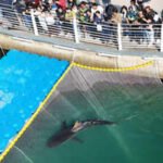 A 10-foot endangered shark trapped in a South Korean canal for more than a month was finally guided toward the open sea; hours after its third rescue attempt, it swam back, leaving officials searching for a new plan