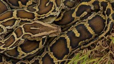 Burmese python males undergo a dramatic seasonal hormone shift before breeding; scientists tracked testosterone and corticosterone in Florida snakes |