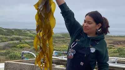 California scientists grew kelp in a lab at 74,000 spores per millilitre; they are now planting the young forests back into the ocean  |