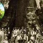 California’s Bennett Juniper is estimated to be 3,000 to 4,000 years old; the world’s largest known juniper has a hollow trunk that hides its exact age |