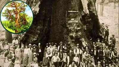 California’s Bennett Juniper is estimated to be 3,000 to 4,000 years old; the world’s largest known juniper has a hollow trunk that hides its exact age |