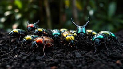 Hawaii introduced predatory beetles 13 times to control crop pests; the only species that established was one scientists never meant to introduce |