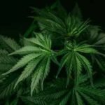 In 2021, a California couple bought a home and faced more than  million in fines linked to the previous owner’s cannabis operation; five years later, a settlement cleared the disputed penalties