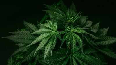 In 2021, a California couple bought a home and faced more than  million in fines linked to the previous owner’s cannabis operation; five years later, a settlement cleared the disputed penalties
