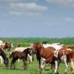 A South Carolina family raised cattle and horses on its farm for generations; in 2025, it permanently protected 2,000 acres from development in the largest such deal in Laurens County’s history