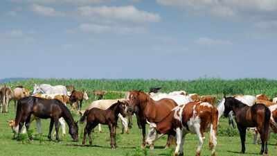 A South Carolina family raised cattle and horses on its farm for generations; in 2025, it permanently protected 2,000 acres from development in the largest such deal in Laurens County’s history