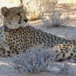 Cheetahs disappeared from Zambia’s Greater Luangwa for nearly 30 years; six are back as conservationists rebuild the ecosystem |