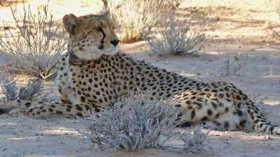 Cheetahs disappeared from Zambia’s Greater Luangwa for nearly 30 years; six are back as conservationists rebuild the ecosystem |