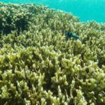 Super El Niño: ‘Collapse could be precipitous’: Super El Niño could push coral reefs closer to extinction, UN biodiversity expert warns