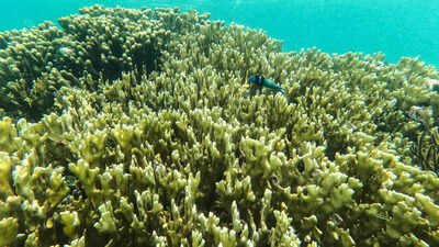 Super El Niño: ‘Collapse could be precipitous’: Super El Niño could push coral reefs closer to extinction, UN biodiversity expert warns