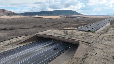 Colorado built a giant green bridge over a busy highway for animals; wildlife-vehicle collisions fell by 91% as they found a safer way across | World News